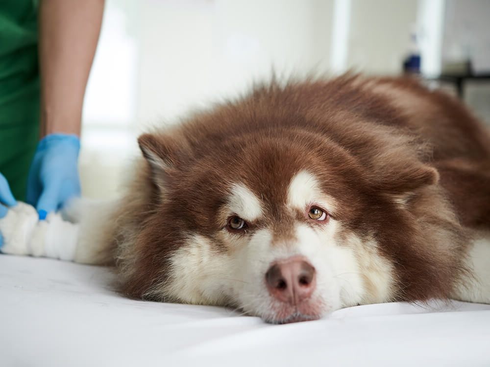Dog on a slow walk with owner