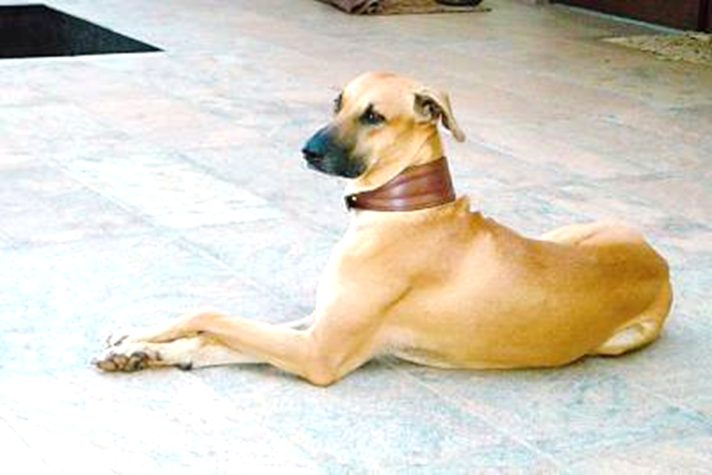 Kombai dog side profile illustration