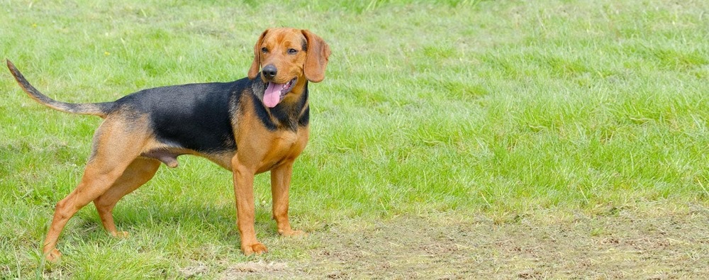 Serbian Hound standing outdoors