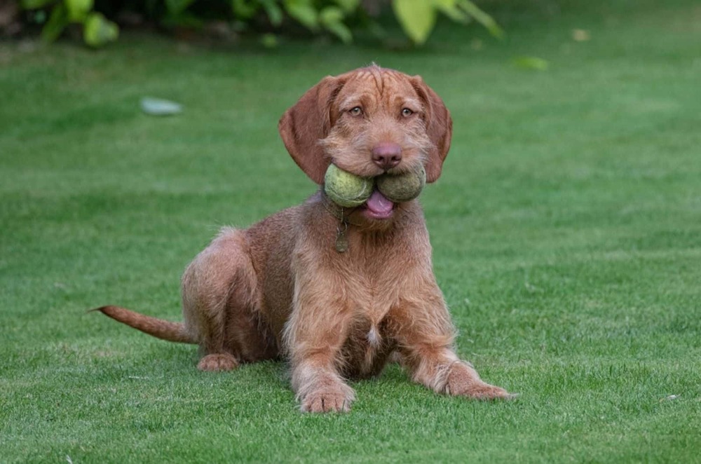 Wirehaired Vizsla looking attentive
