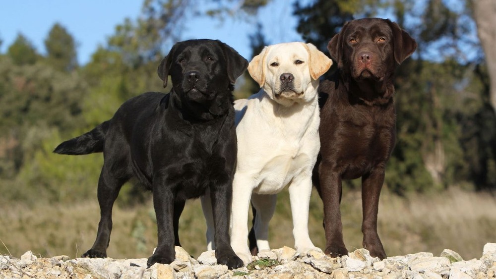 Yellow Labrador retriever standing on grass