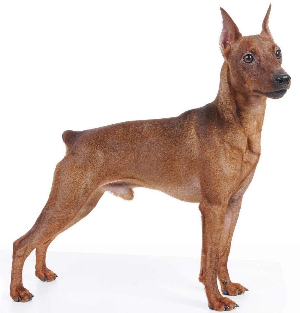 Miniature Pinscher close up portrait