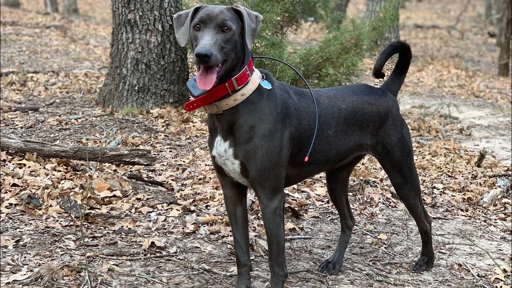 Blue Lacy sitting and looking attentive