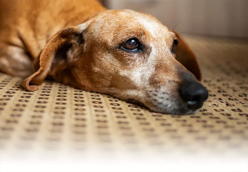 Dog being gently examined by a veterinarian