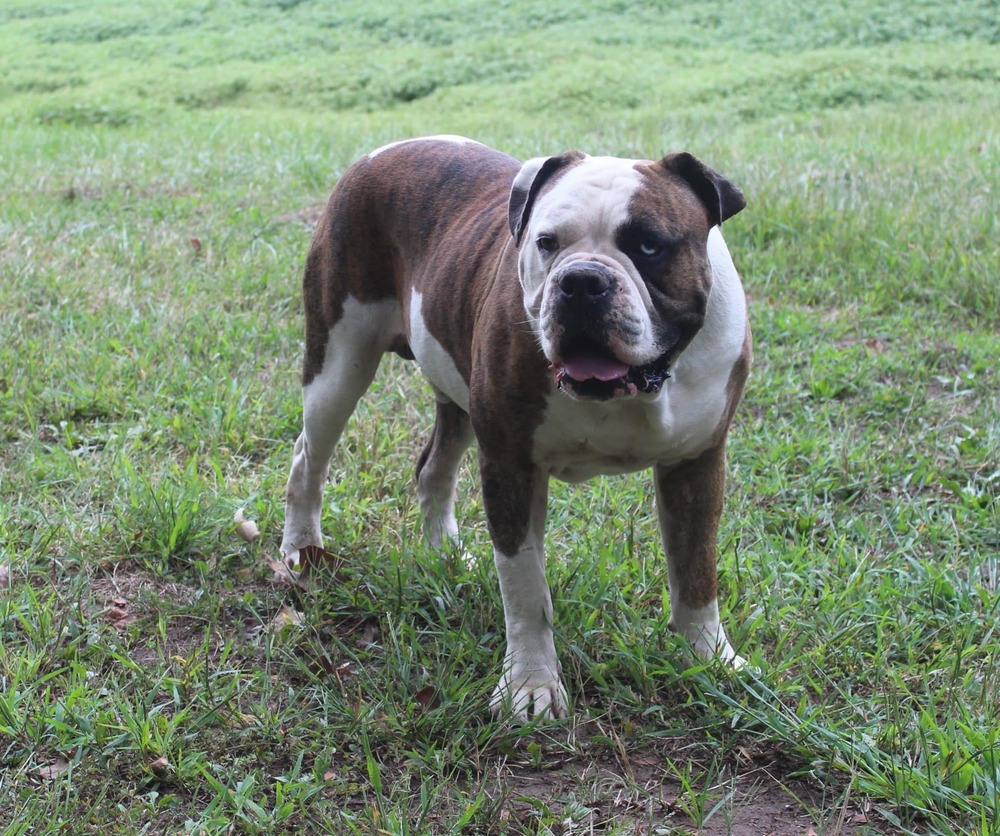 Alapaha Blue Blood Bulldog sitting alert
