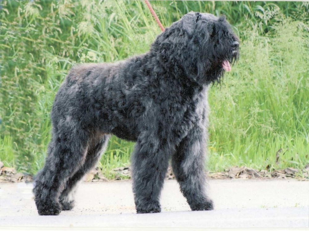 Bouvier des Flandres standing outdoors