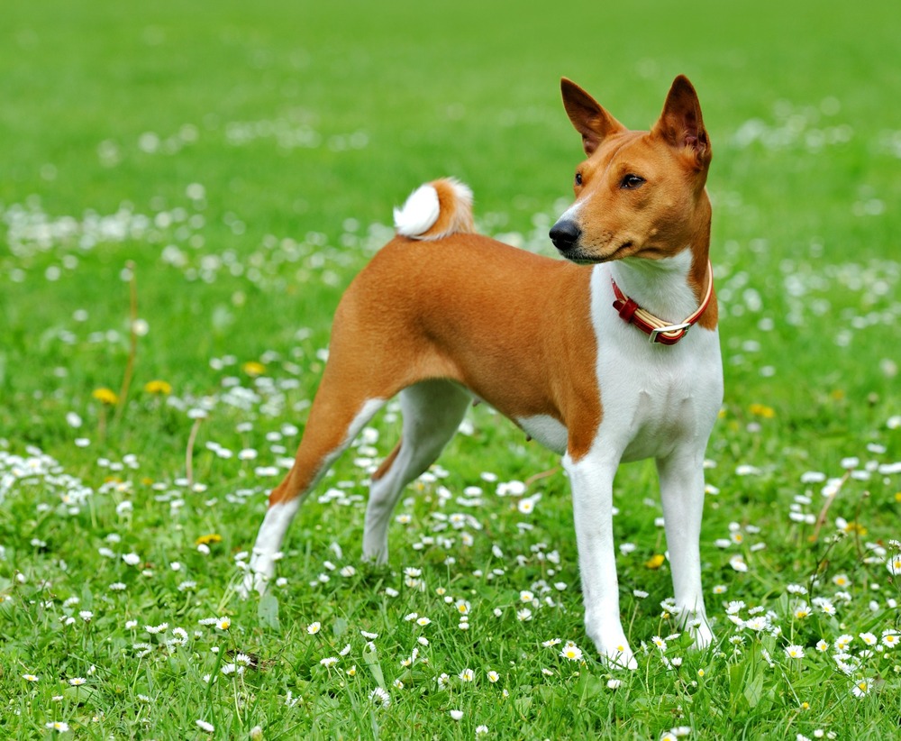 Basenji outdoors with tail curled