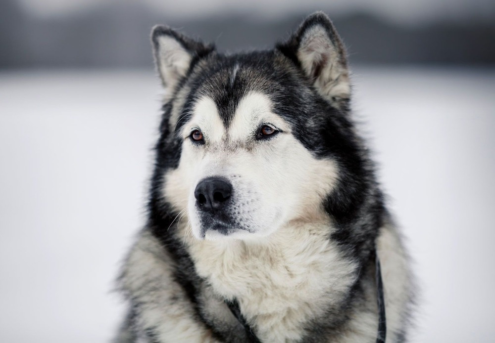 Alaskan Malamute with thick coat