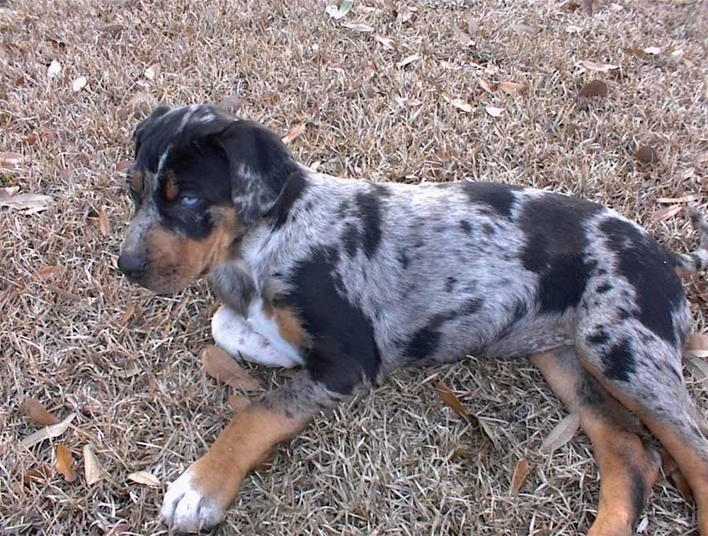 Catahoula Leopard Dog showing mottled coat pattern