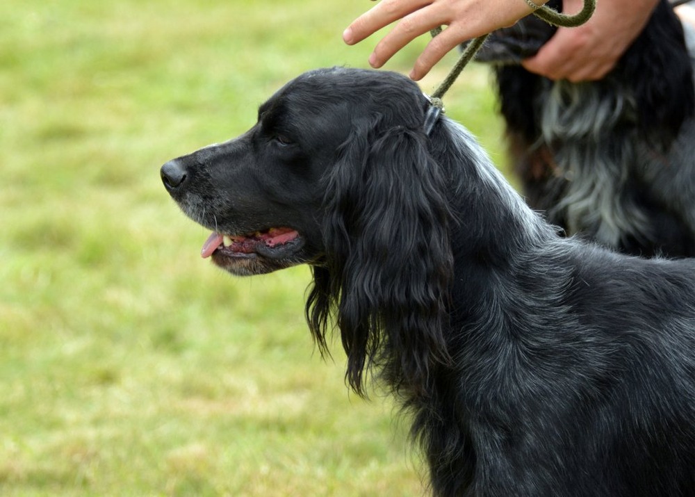 Blue Picardy Spaniel standing outdoors