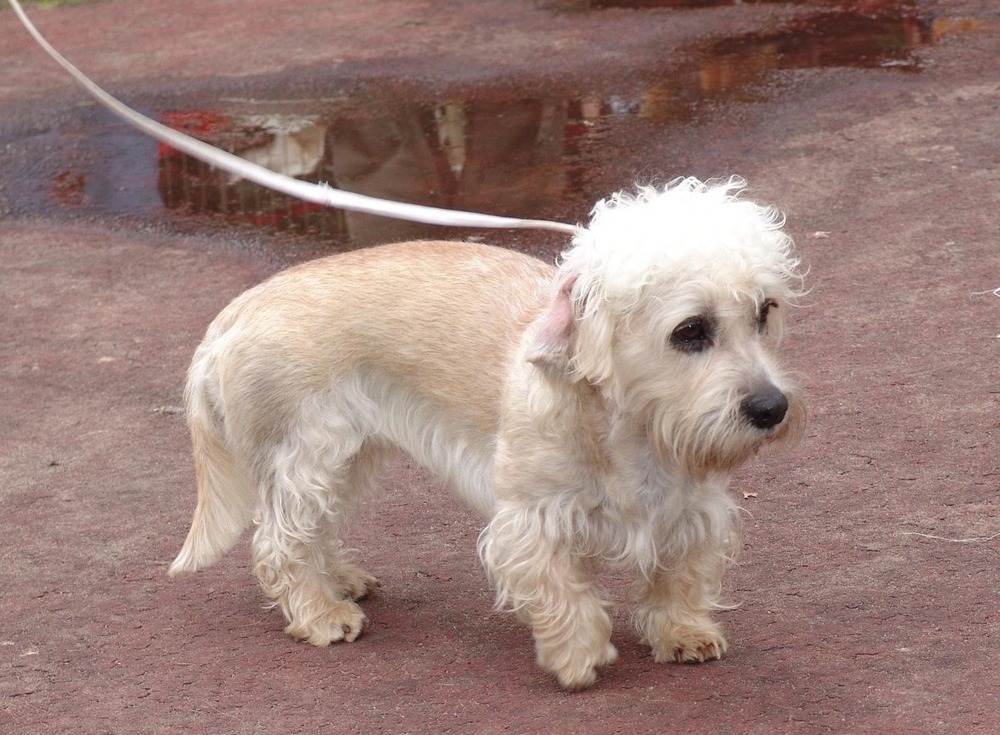 Dandie Dinmont Terrier portrait with topknot visible