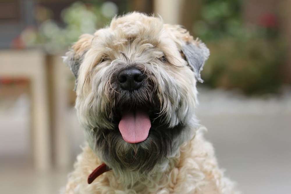 Soft-coated Wheaten Terrier sitting and looking to the side