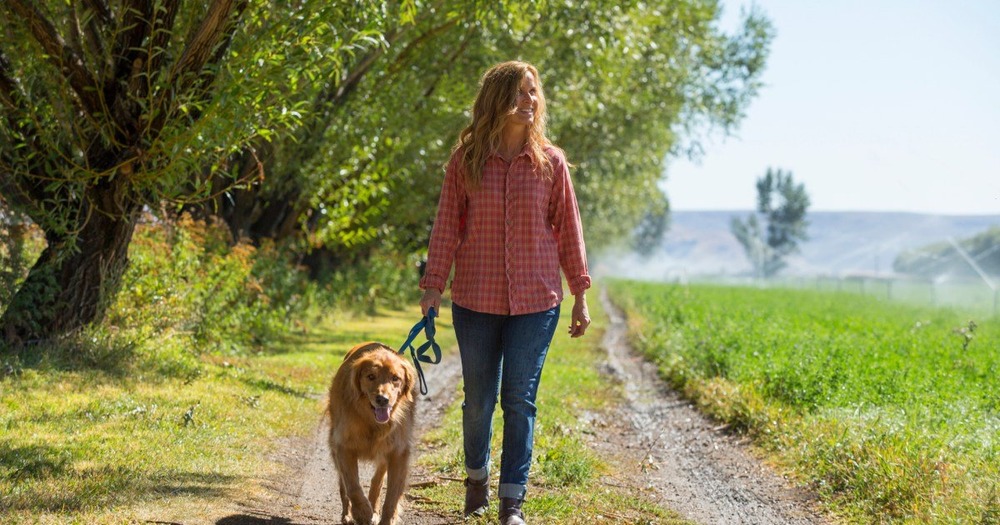 Dog moving at a steady pace on a path