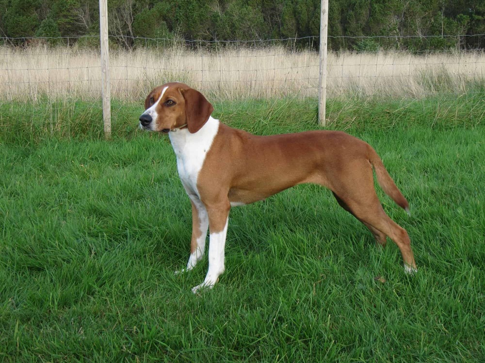 Austrian Pinscher standing in profile
