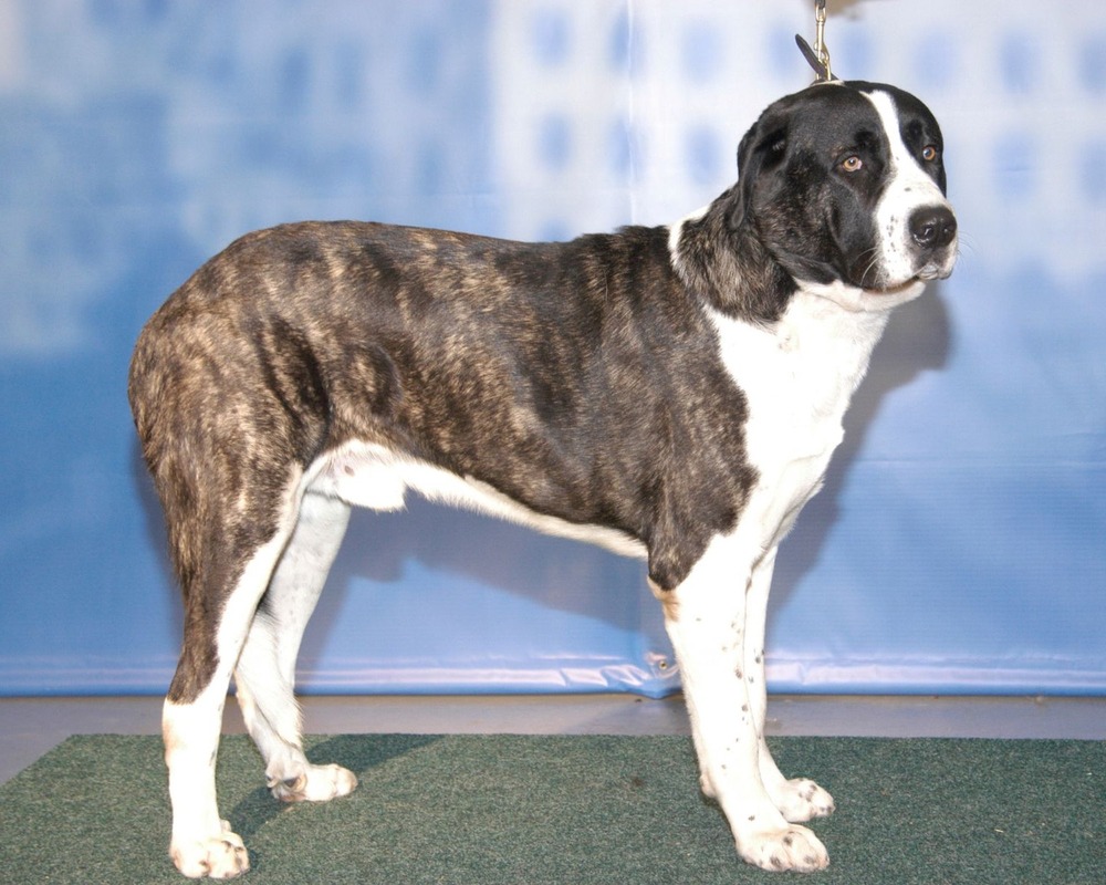Large Rafeiro do Alentejo with dense coat
