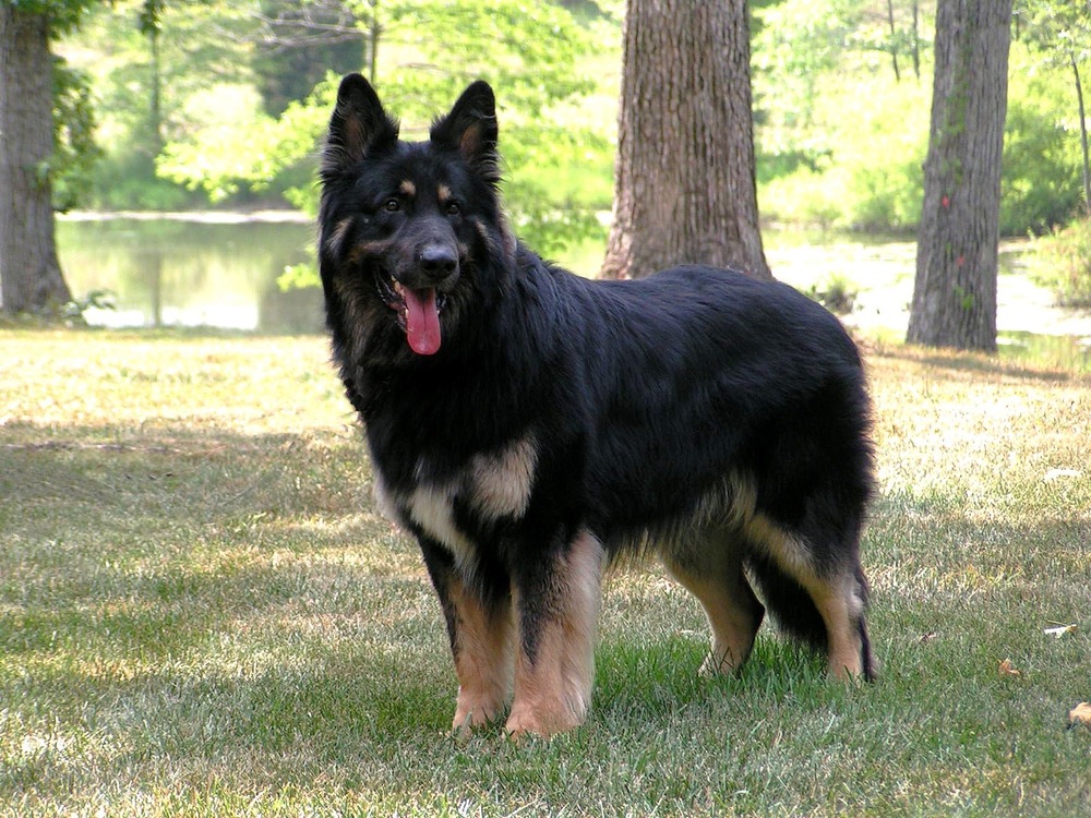 Large shepherd-type dog standing outdoors