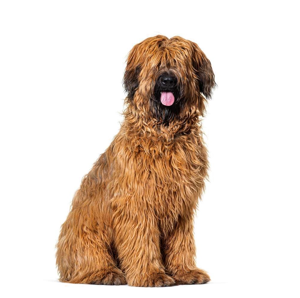 Briard standing outdoors with long coat