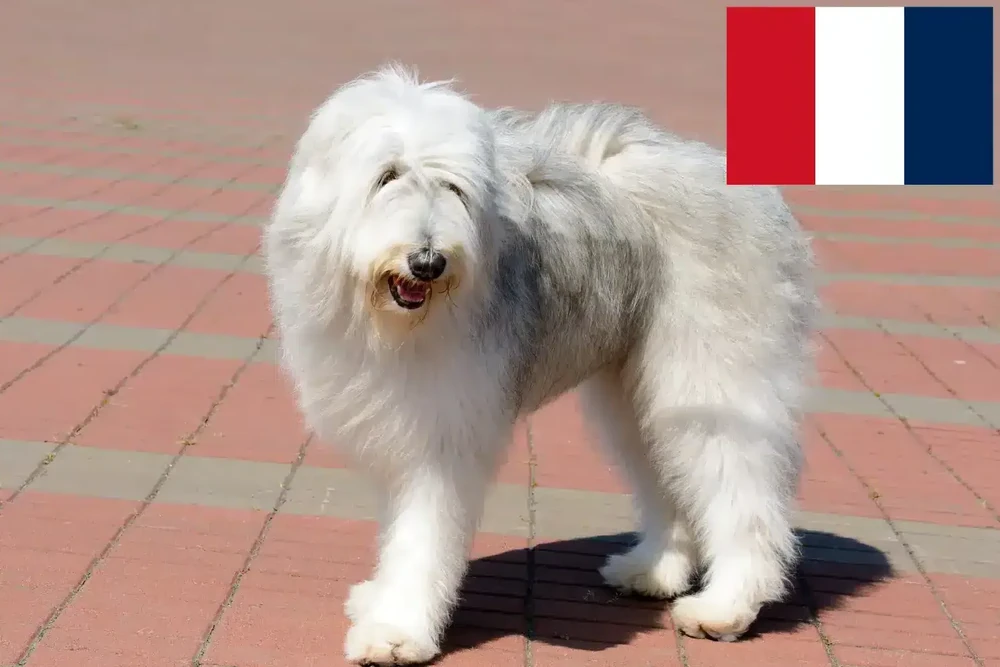 South Russian Ovcharka standing in profile