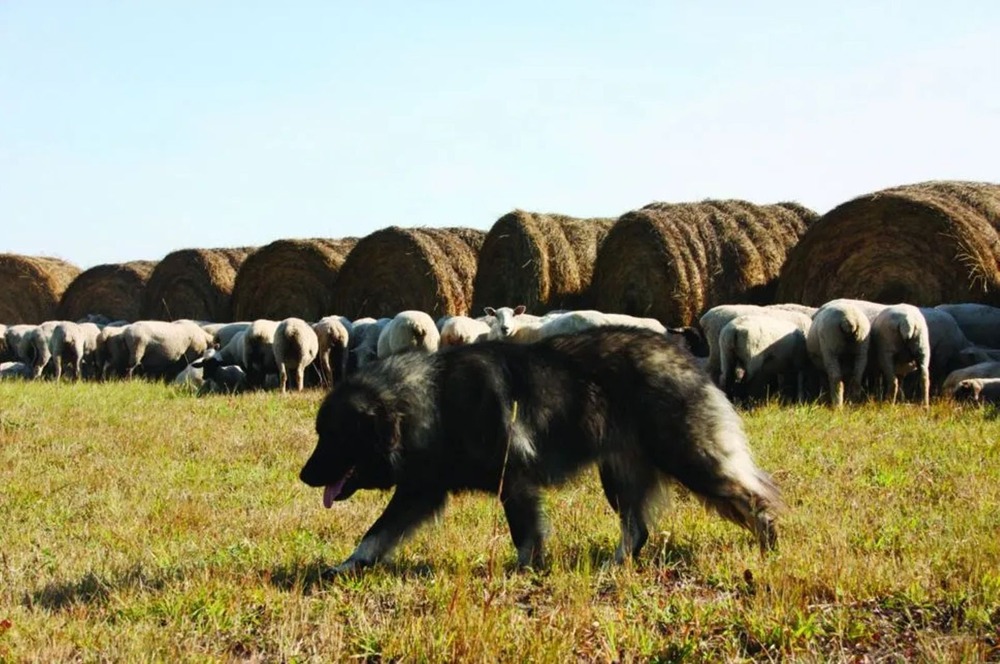 Large dog sitting calmly outdoors
