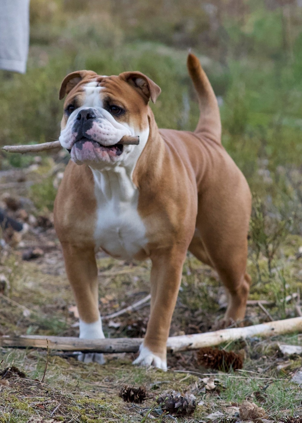 Continental Bulldog standing outdoors