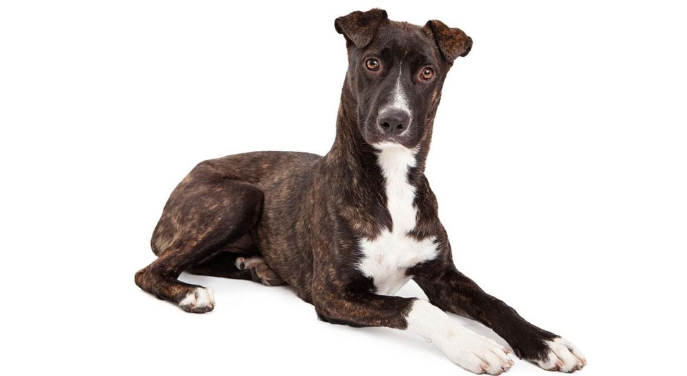 Mountain Cur running outdoors