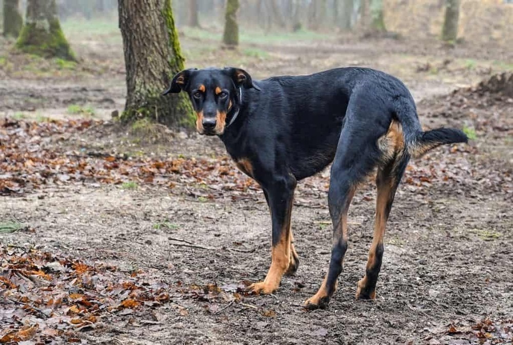 Veterinary staff preparing a blood sample for testing