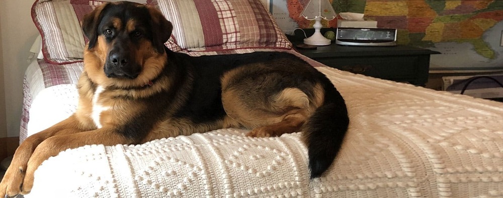 Montenegrin Mountain Hound coat texture and markings