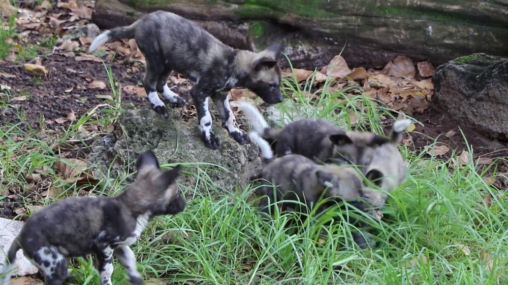 Can de Chira walking on lead