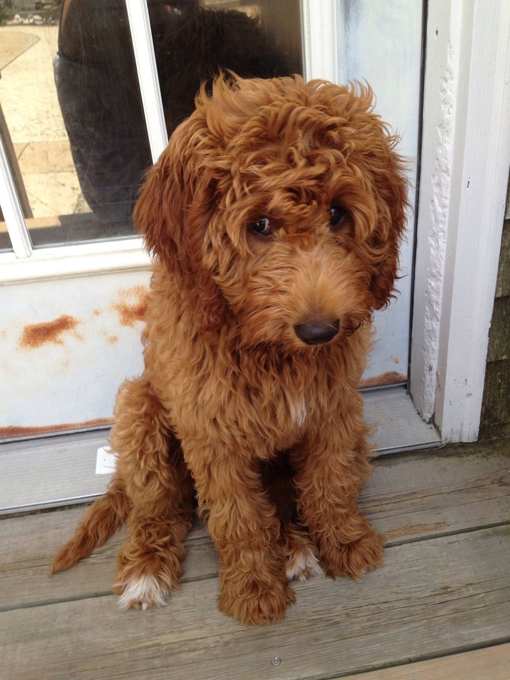 Goldendoodle standing on grass with a friendly expression