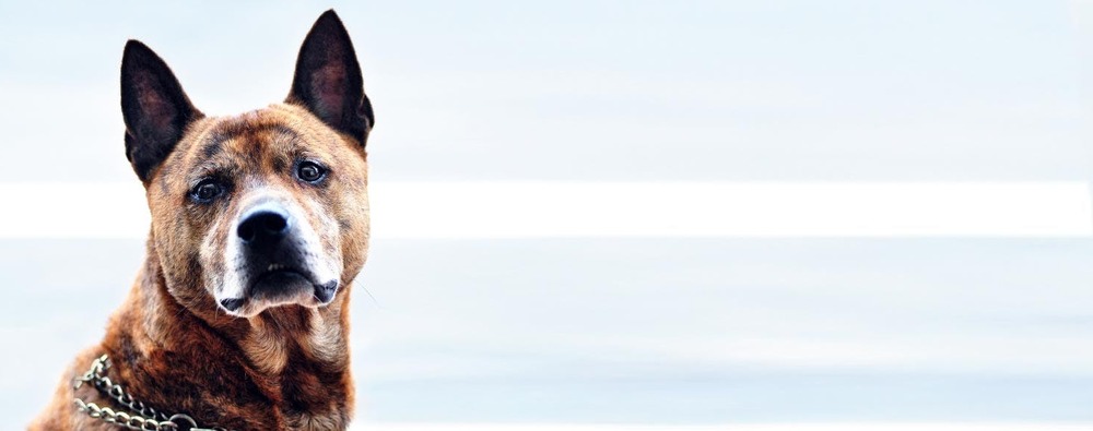 Taiwan Dog with erect ears and short coat