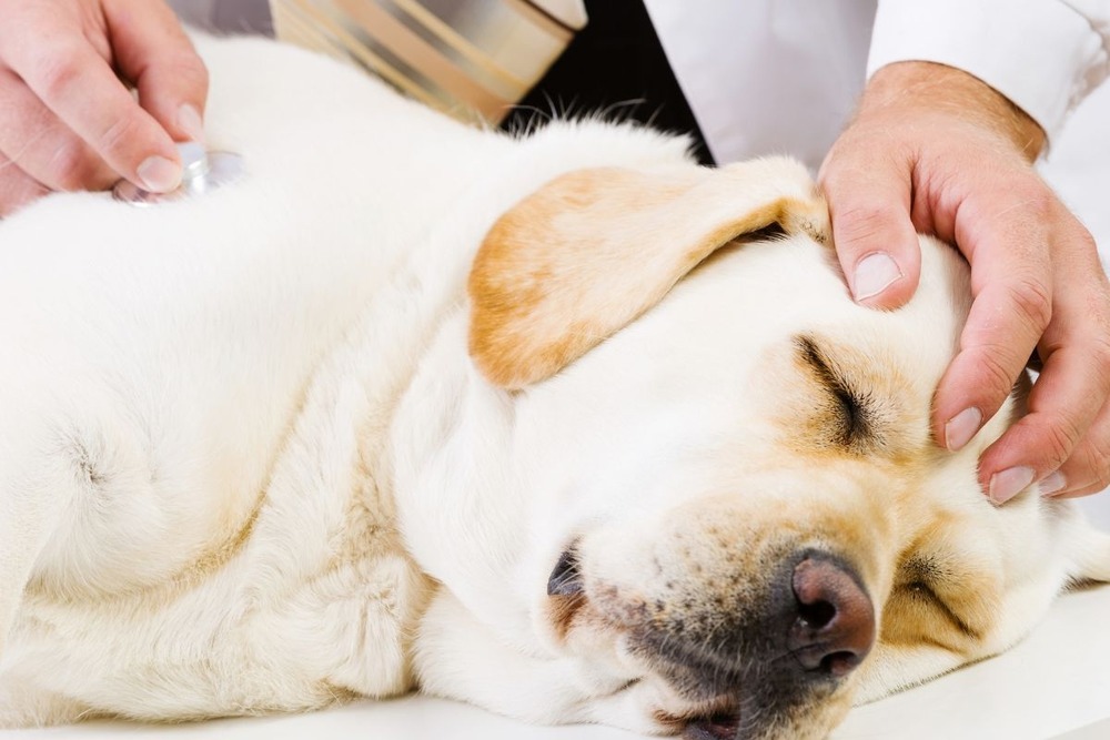 Person holding a dog close in a clinic room