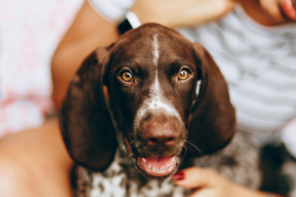 Burgos Pointer profile showing head and ears