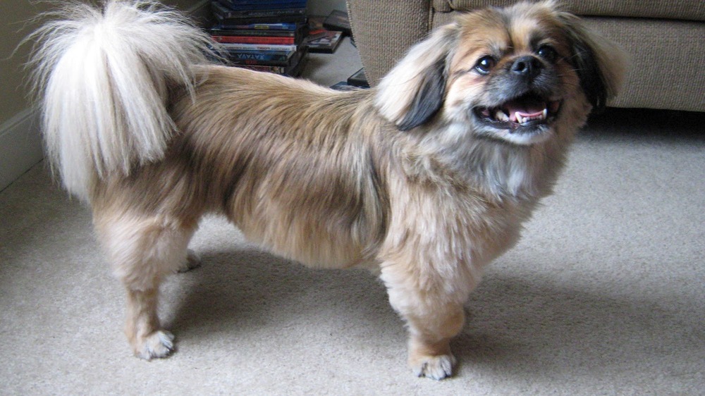 Tibetan Spaniel sitting alert indoors