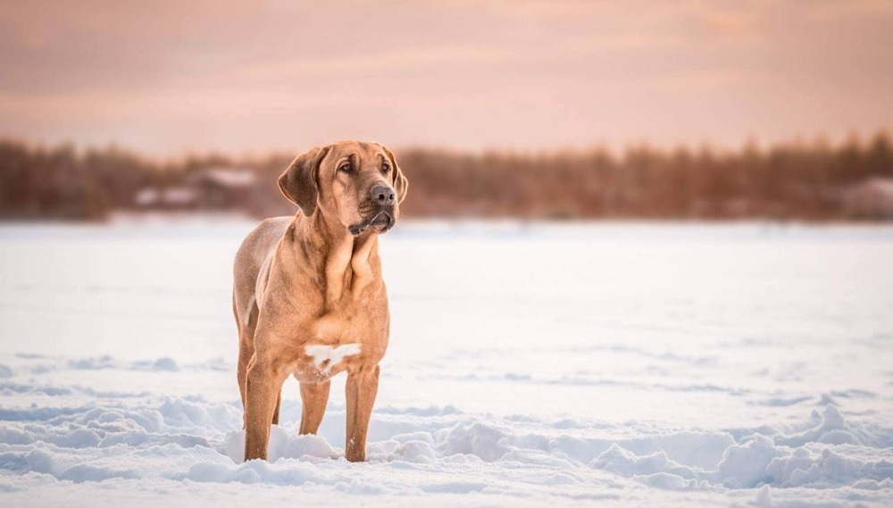 Broholmer walking on lead