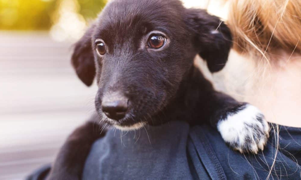 Australian Cattle Dog standing outdoors