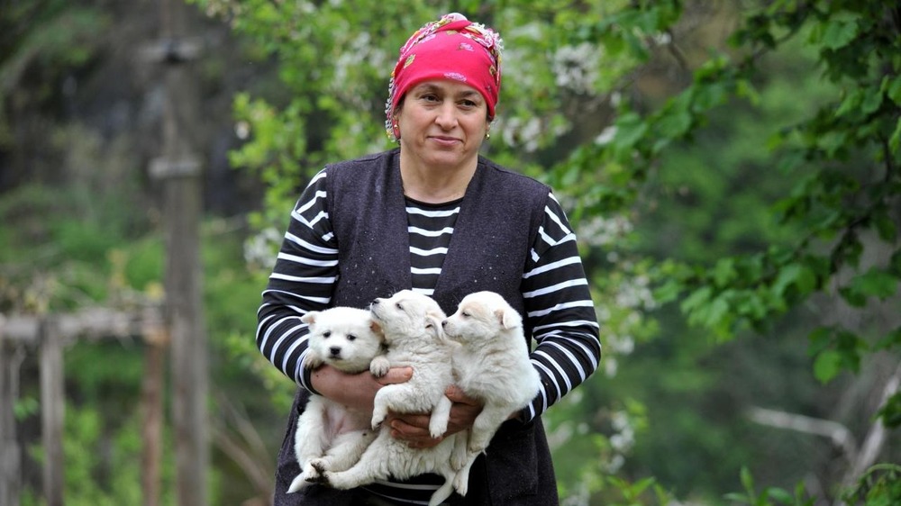 White spitz-type dog with upright ears