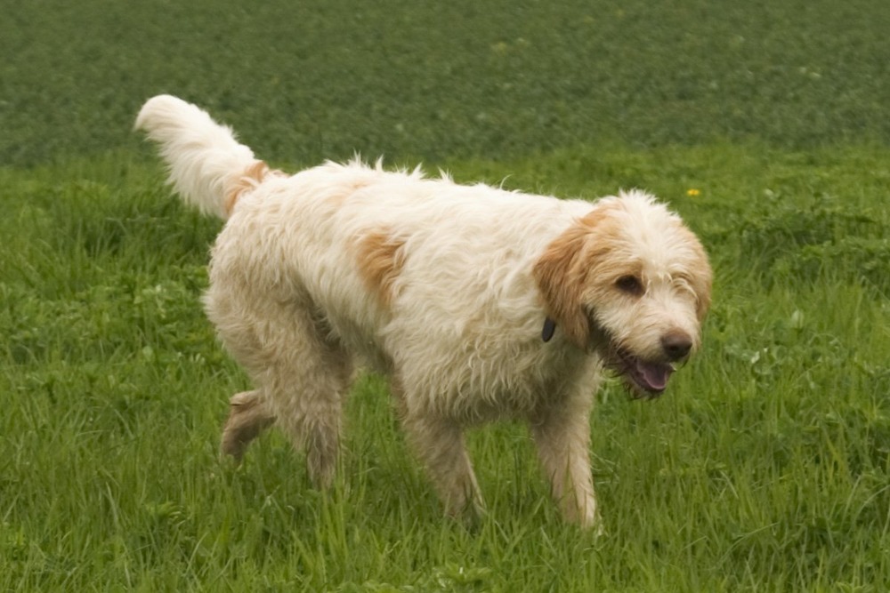Briquet Griffon Vend&eacute;en resting after exercise