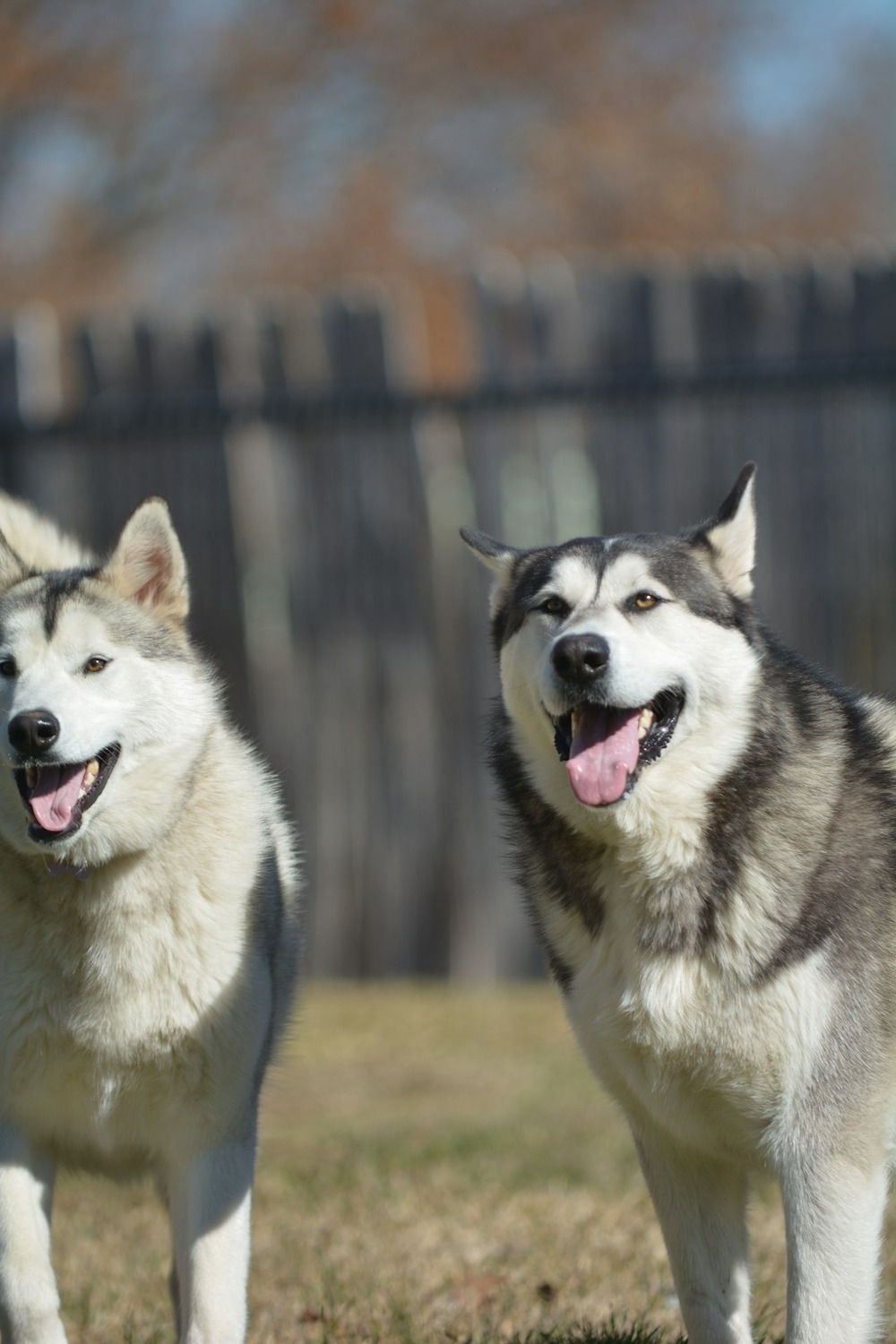 Shiba Inu resting on grass