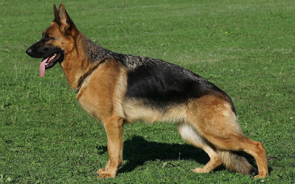 German Shepherd sitting and looking to the side