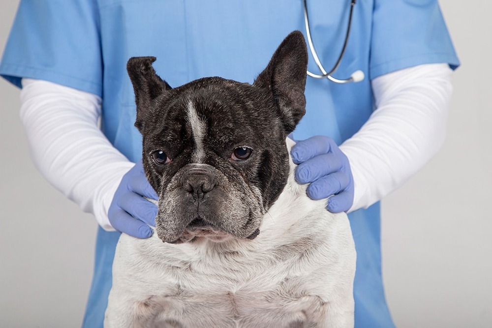 Dog being gently examined by a vet