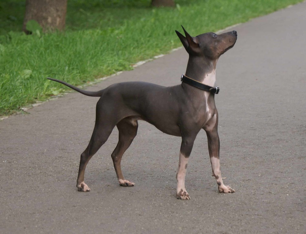 American Hairless Terrier looking up attentively