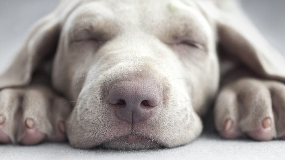 Dog being checked for coat and skin condition