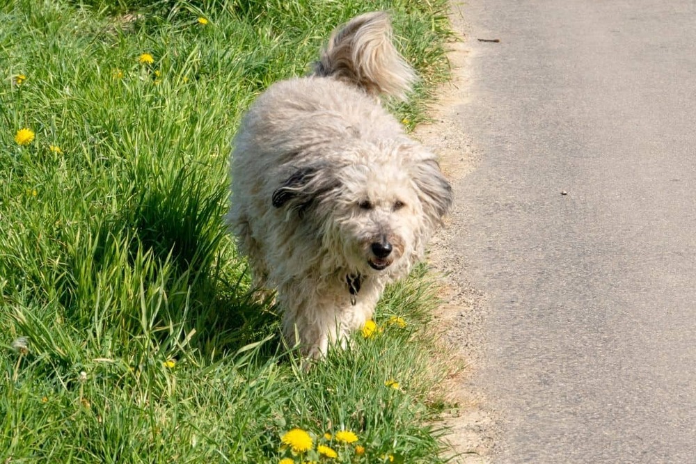 Briquet Griffon Vend&eacute;en in profile
