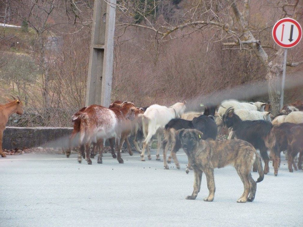 White livestock guardian dog resting outdoors