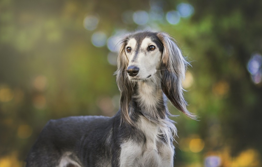 Saluki outdoors on grass in a gentle stance