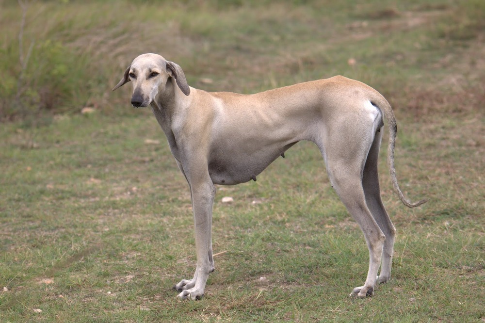 Dog looking attentive at mealtime