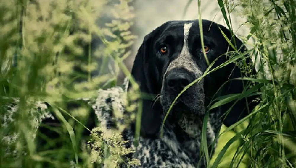 Bluetick Coonhound outdoors with alert posture