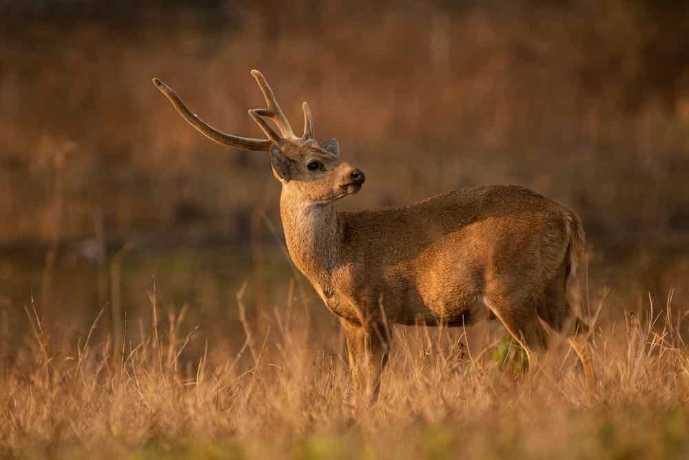 Pampas Deerhound resting calmly
