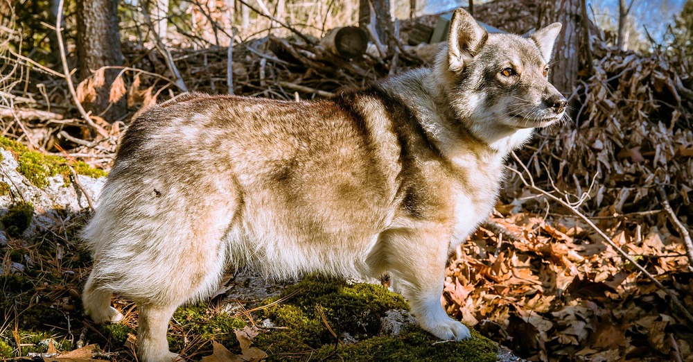 Swedish Vallhund looking alert