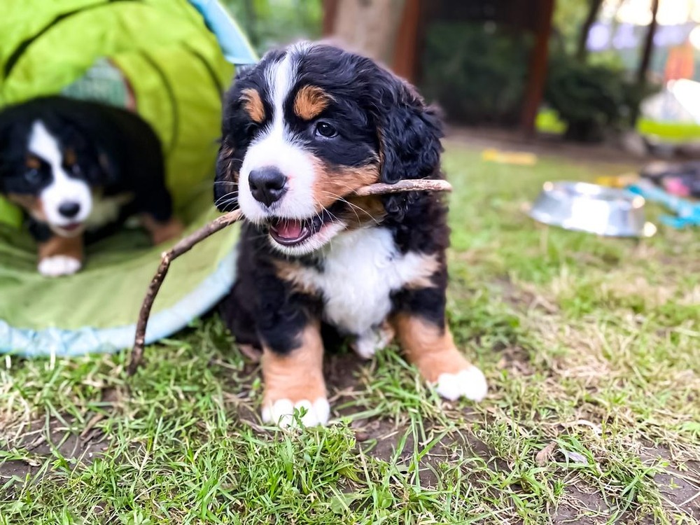Bernese Mountain Dog standing outdoors